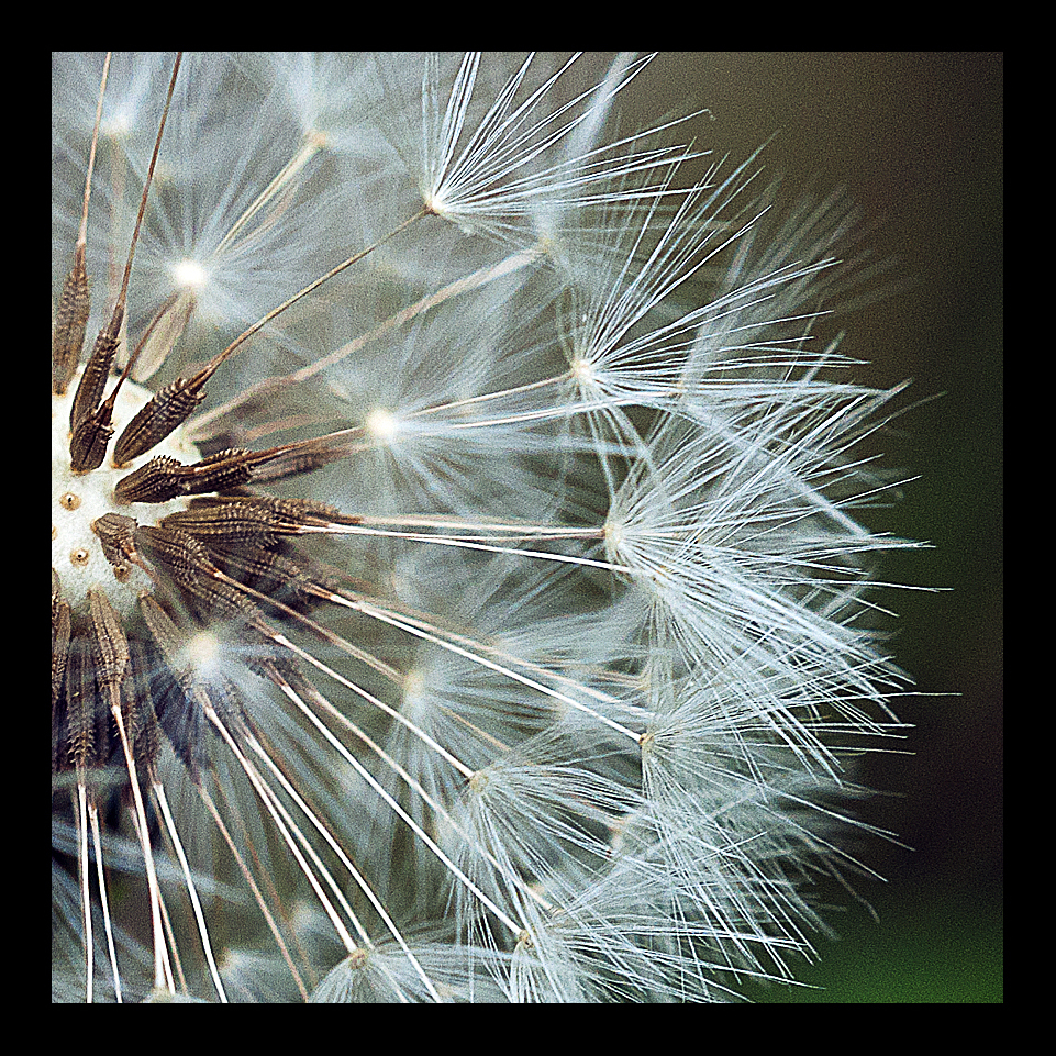 Dandelion