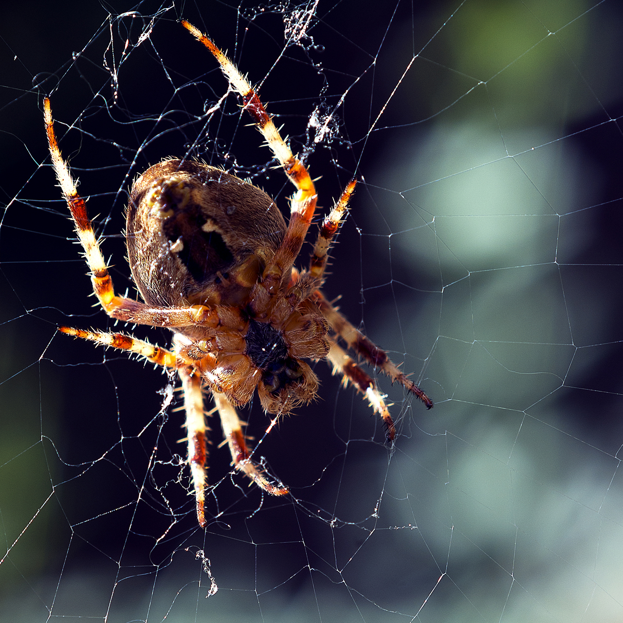 Garden spider