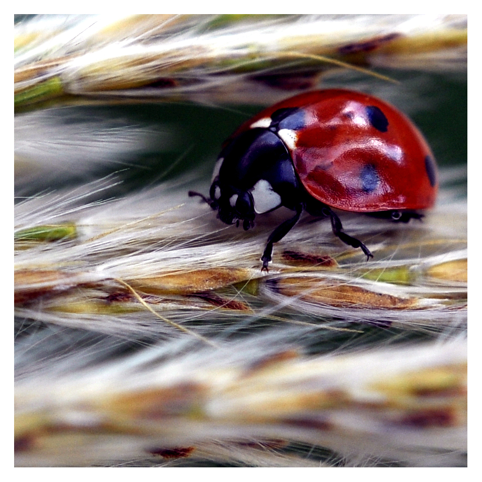 Ladybug