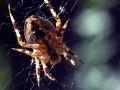 Garden spider