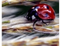 Ladybug