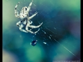 Ungoliant